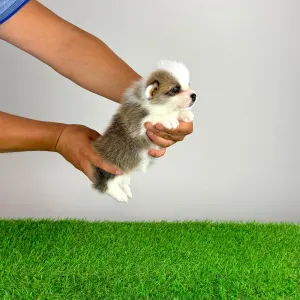 Welsh Corgi Pembroke - Chita
