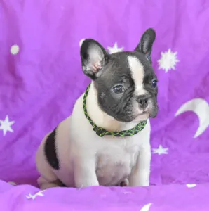 Francia bulldog - Christmas Dragons Dante Jr.