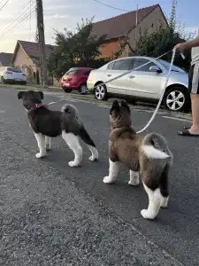 American Akita - Holly Of Tad Bears