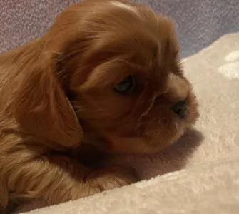 Cavalier King Charles Spaniel - Moony