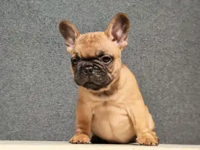 Bouledogue français - E. T. /reserved/
