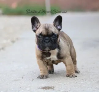 Francia bulldog - Yasmine 
