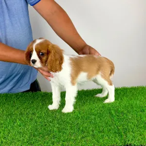 Cavalier King Charles Spaniel - Tabita