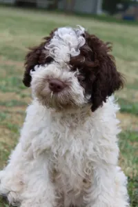 Romagna Water Dog - Tomborgotto Argo 
