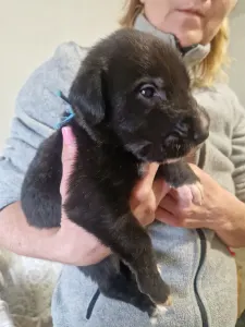 Irish Wolfhound - Bening