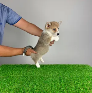 Welsh Corgi Pembroke - Robelly 