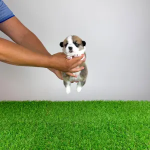 Welsh Corgi Pembroke - Checky