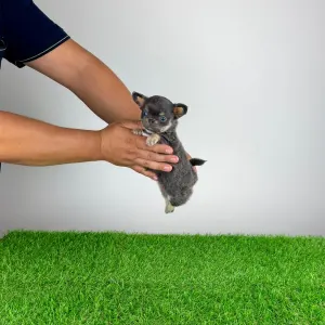 Chihuahua - Orina