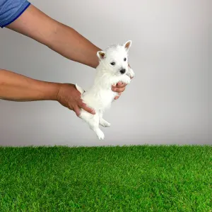 West Highland White Terrier - Jette
