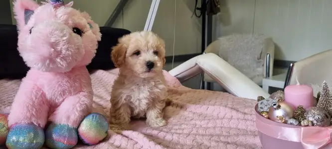 Maltipoo - Toffee