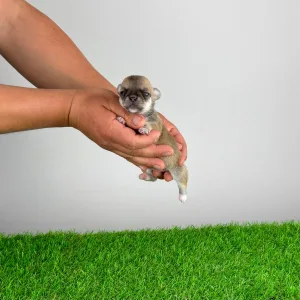 Чихуахуа - Esta