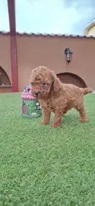 Caniche Nain - Bradley