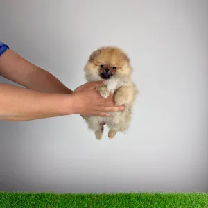 Szpic miniaturowy - Wenka