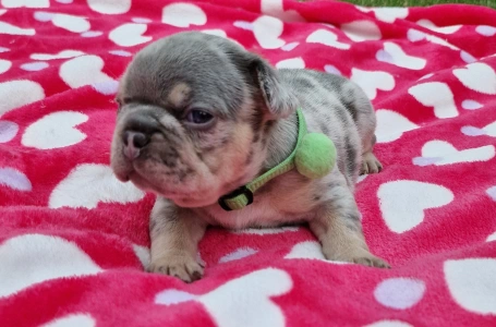 Francia bulldog - Available Puppy Dogs