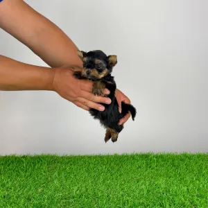 Yorkshire Terrier - Yamba