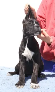 Cane Corso - Chelsea