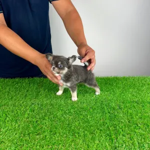 Chihuahua - Phoenix 