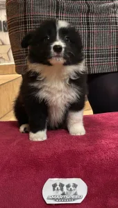 Border Collie - Gvinet