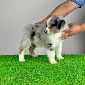 Australian Shepherd - Vonny