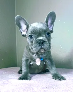 French Bulldog - Martin