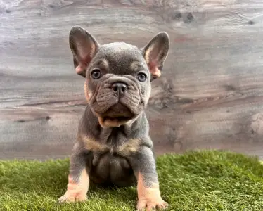 Französische Bulldogge - Kira