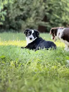 Miniatur amerikanischer Schäferhund - Flo (florence)