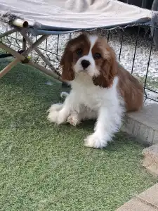 Cavalier King Charles Spaniel - Jackpot