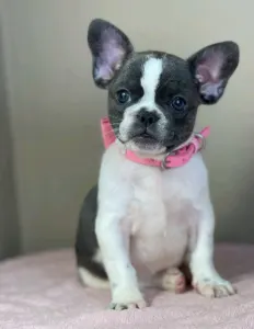 Francia bulldog - Melissa