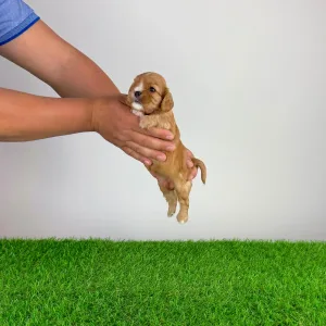 Cavalier King Charles Spaniel - Lisbeth