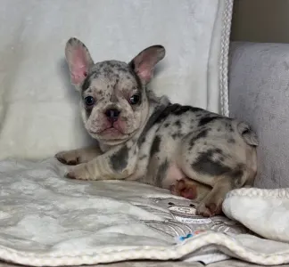 French Bulldog - Denis