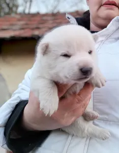 Shiba - Scamp Crowd Fiorella