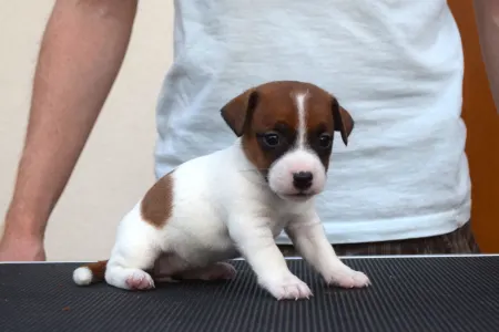 Jack Russell Terrier - Xyra