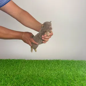 Chihuahua - Henky 