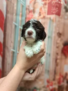 Romagna Water Dog - Grain Of Sand Rosa Parks Seat