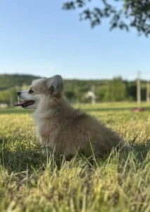 Welsh Corgi Pembroke - Amira Royal Treasure 