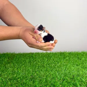 Biewer teriér - Olivia