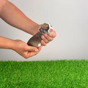 Pembroke Welsh Corgi - Yama