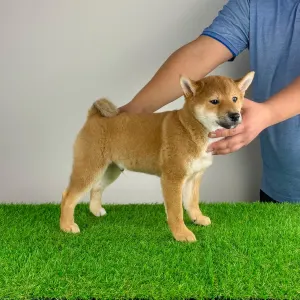Shiba - Icon
