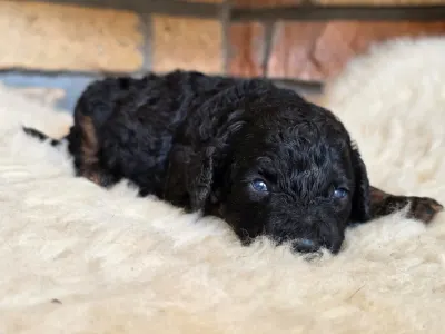 Cavapoo - Nobu