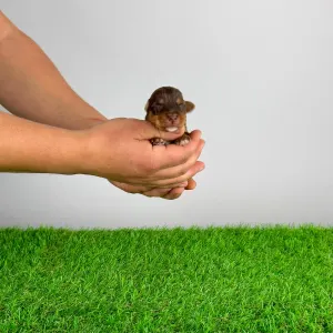 Yorkshire Terrier - Livius