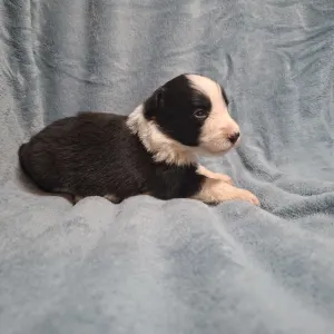 Border Collie - Dazzling Borders