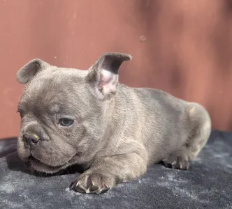 Francouzský buldoček - Carter