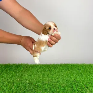 Cavalier King Charles Spaniel - Kyrill