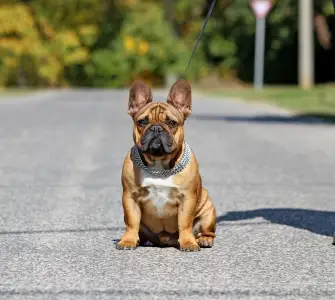 Buldog francuski - Hajósbulldy Simon