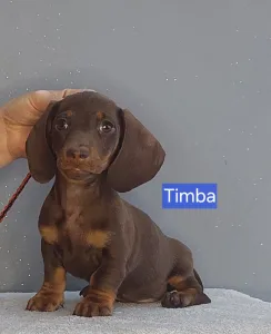 Dachshund - Timba