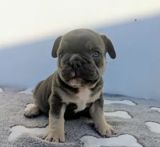 Bouledogue français - Theo