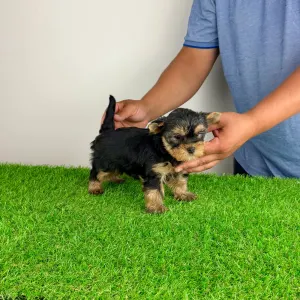 Yorkshire Terrier - Axa