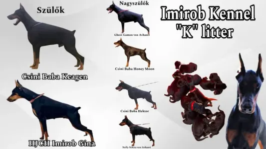 Dobermann - Kiara