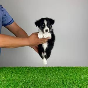 Australian Shepherd - Vox