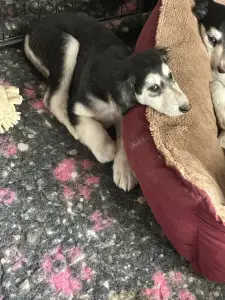 Afgánský chrt - Yar